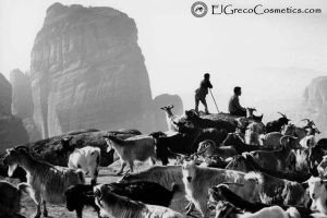 The Amazing Benefits of Coconut Oil Donkey milk Soap