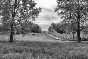 Benefits of lavender essential oil donkey milk soap-1